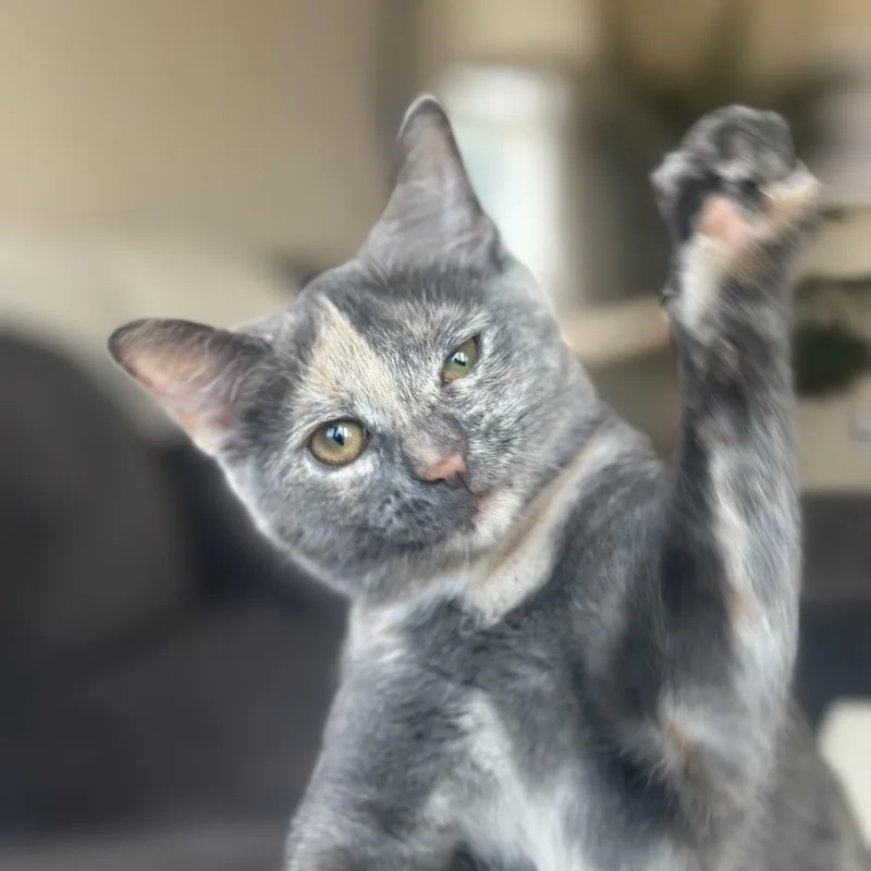 A baby medium-sized female Dilute Tortoiseshell Domestic Short Hair cat named Chanel for adoption in Lindenhurst, NY