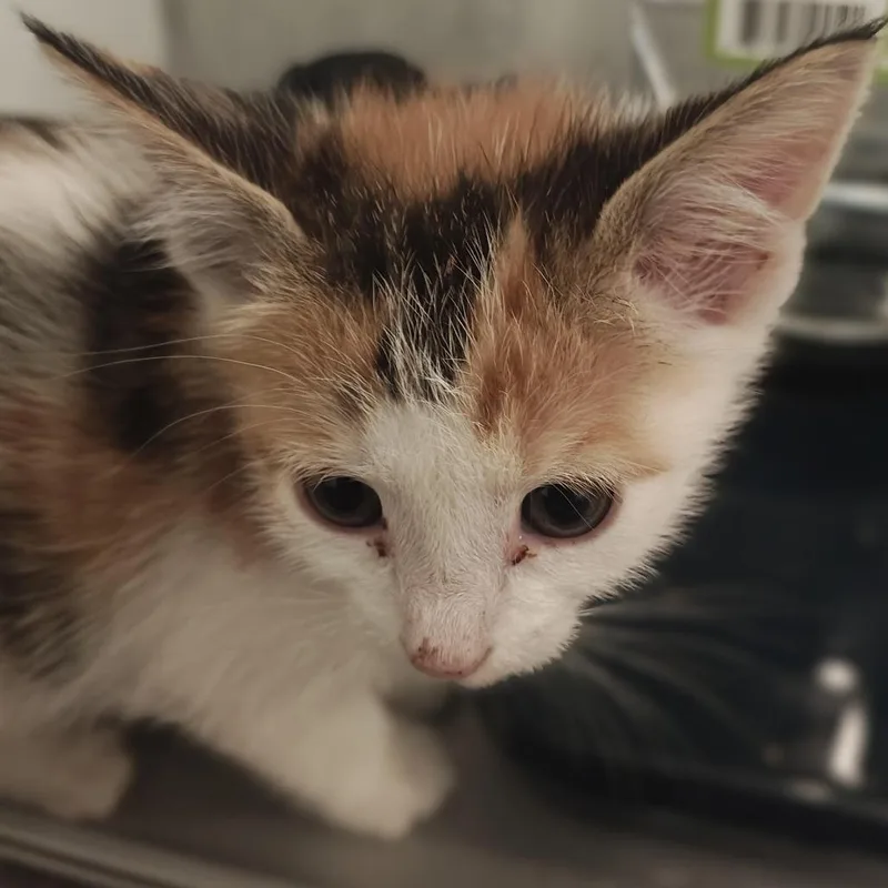 A baby small-sized female Calico Domestic Short Hair cat named June for adoption in Winston Salem, NC