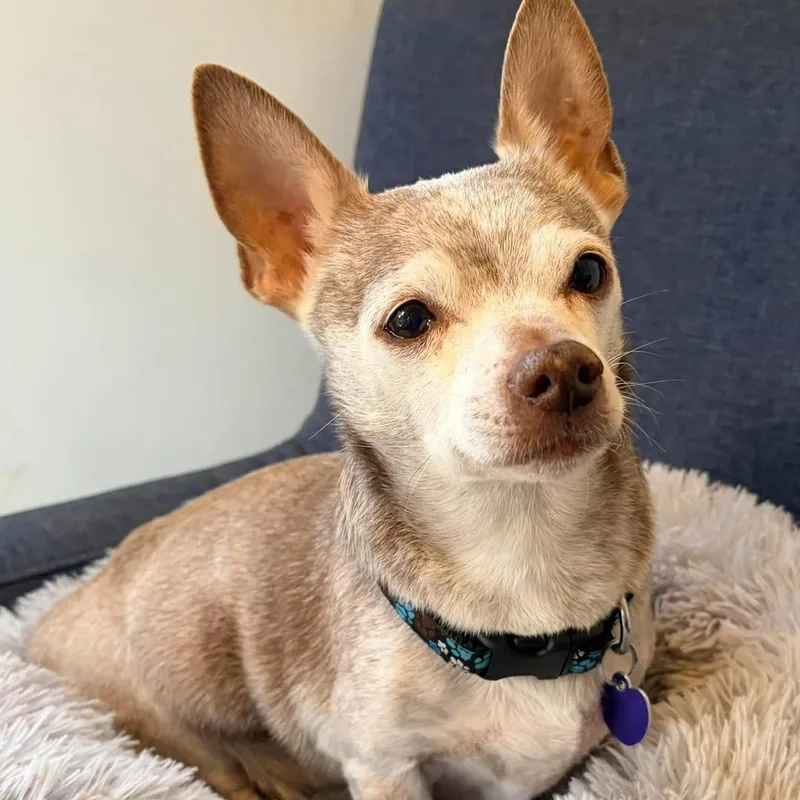 A senior small-sized male Gray / Blue / Silver Chihuahua dog named Sergio for adoption in Rockville, MD