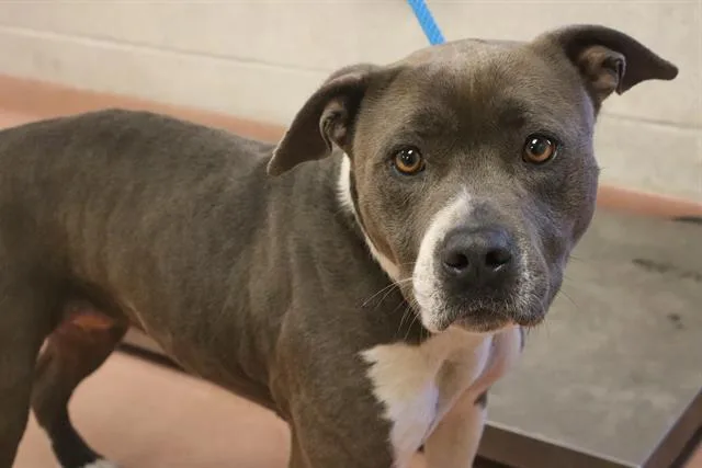 An adult medium-sized female Mixed Breed dog named Pine for adoption in Columbia, SC