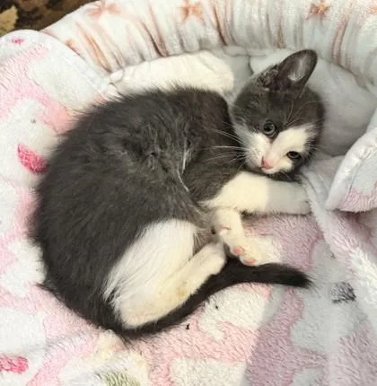 A baby medium-sized female Domestic Short Hair cat named Froot Loops for adoption in Pleasanton, CA