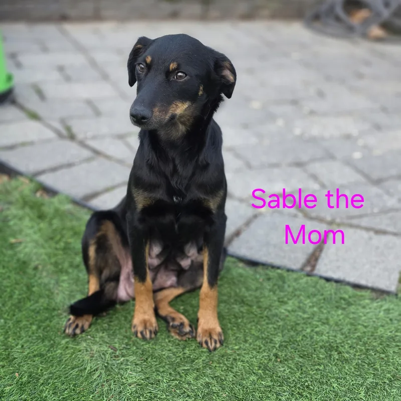 A young small-sized female Bicolor Australian Shepherd dog named Sable for adoption in Blairstown, NJ