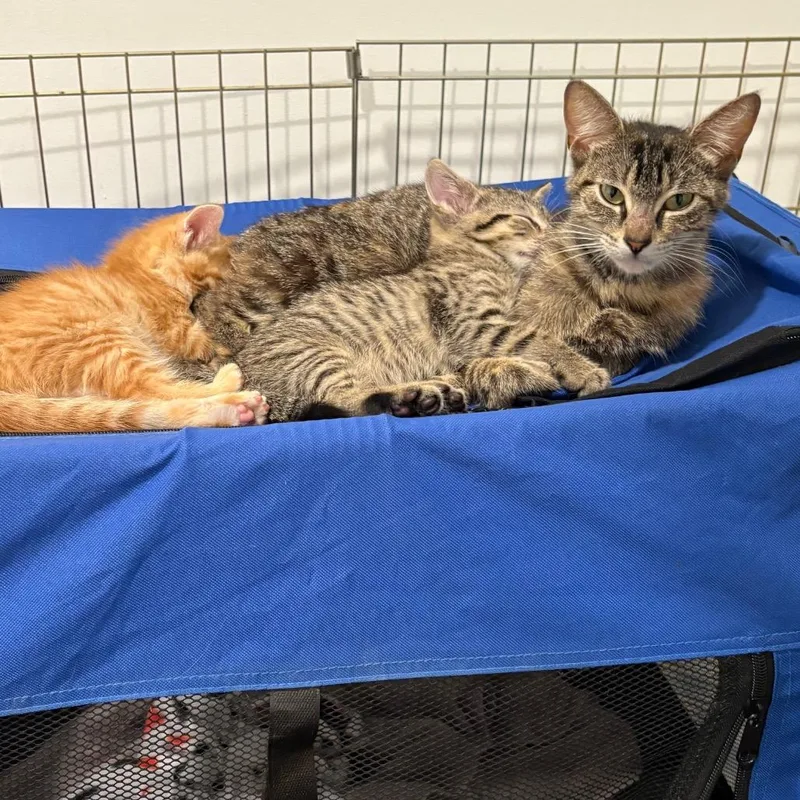 A young medium-sized female Brown / Chocolate Domestic Short Hair cat named Birdie for adoption in South Elgin, IL