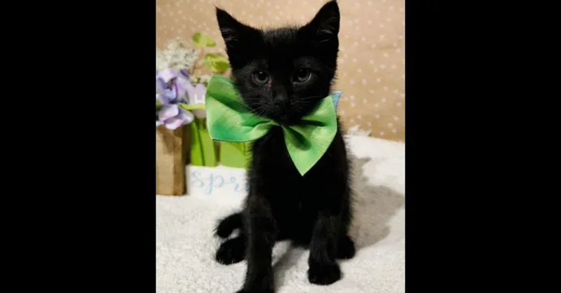 A baby small-sized male Black Domestic Short Hair cat named Captain Fuzzpants for adoption in Groveland, MA