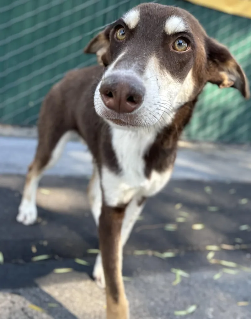 A young medium-sized male Tricolor (Brown, Black, & White) Doberman Pinscher dog named Glen for adoption in Naperville, IL
