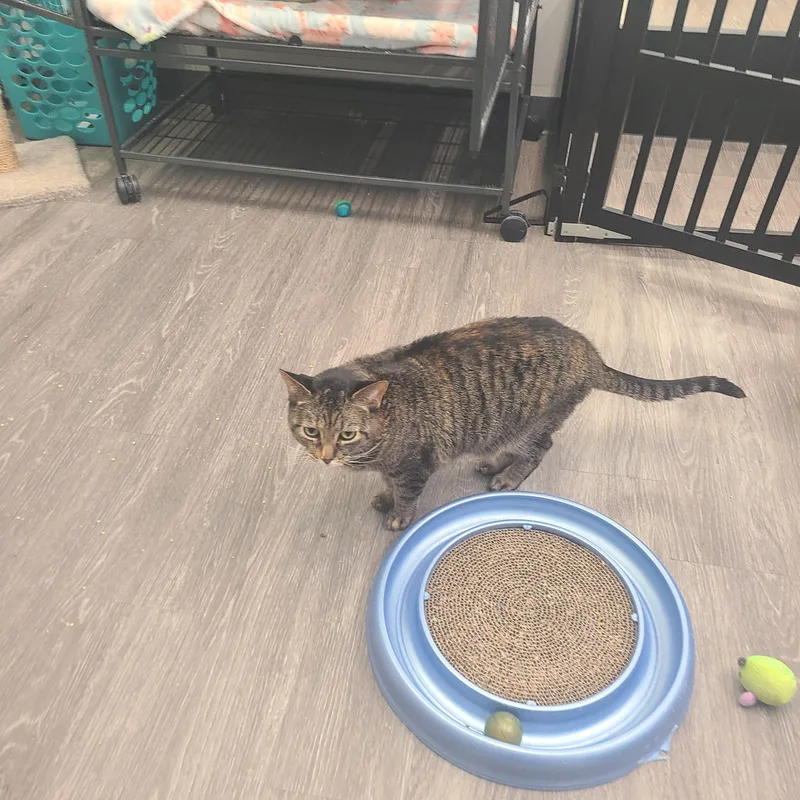 Princess thumbnail 2