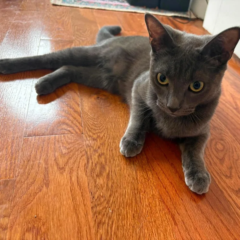 A baby small-sized female Gray / Blue / Silver Domestic Short Hair cat named Katsu & Tempura for adoption in Bellmawr, NJ