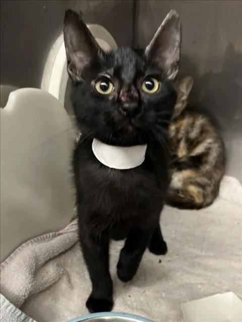 A baby small-sized male Black Domestic Short Hair cat named Figaro for adoption in Woodland, CA