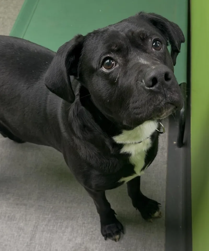 An adult medium-sized male Black Mixed Breed dog named Bear for adoption in Osseo, MI