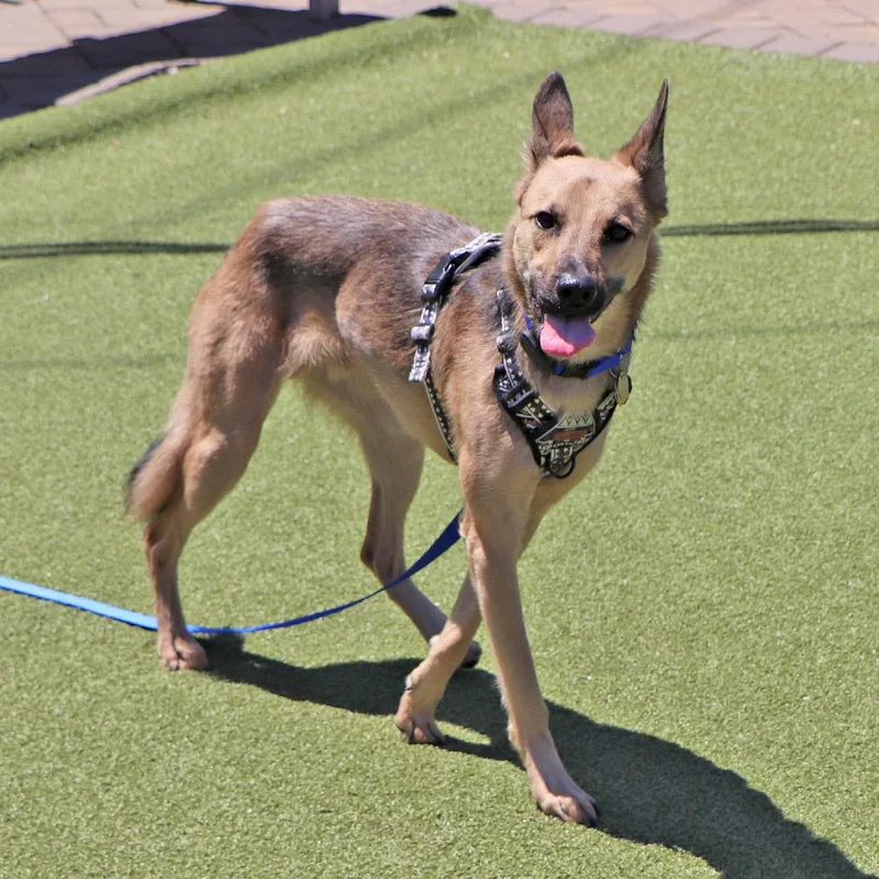 A young medium-sized male Brown / Chocolate Mixed Breed dog named Ernie for adoption in Port Washington, NY