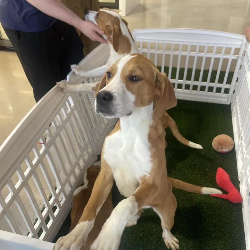 A baby small-sized female Yellow / Tan / Blond / Fawn Hound dog named Freida for adoption in Nashville, TN