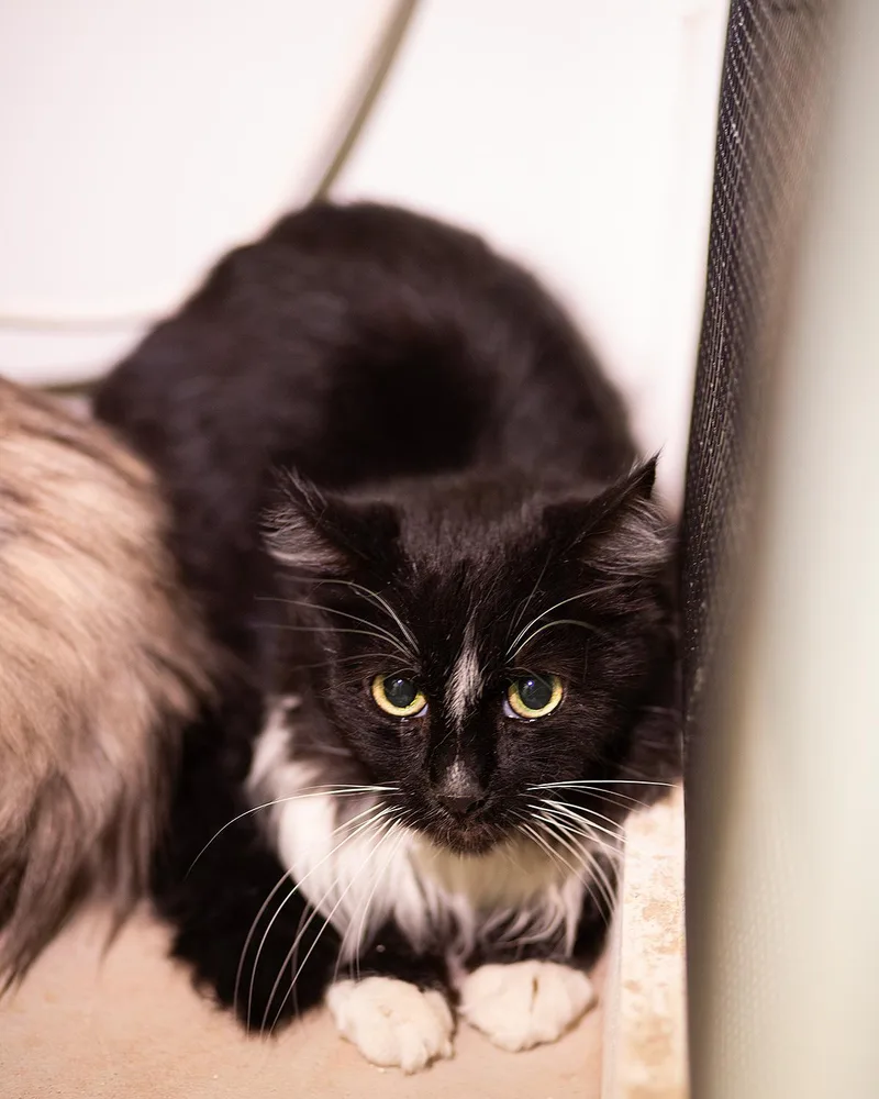 Oreo