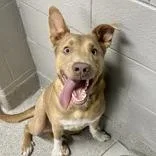 An adult medium-sized male Red / Chestnut / Orange Mixed Breed dog named Jasper for adoption in Lansing, MI