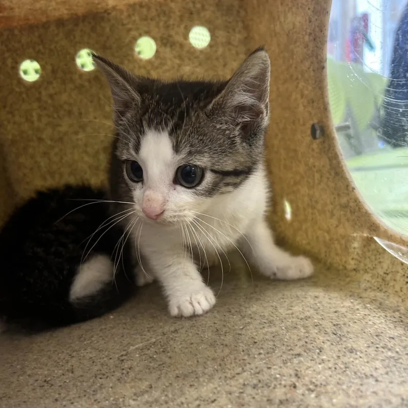 A baby small-sized female White Domestic Short Hair cat named Lil Googie for adoption in Philadelphia, PA