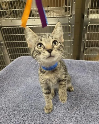 A baby small-sized male Domestic Short Hair cat named Winky for adoption in Westland, MI