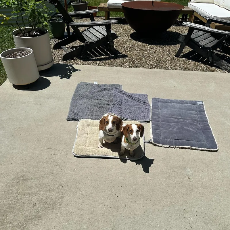 A young small-sized male Brown / Chocolate Miniature Dachshund dog named Johnny And June Bonded for adoption in Nashville, TN