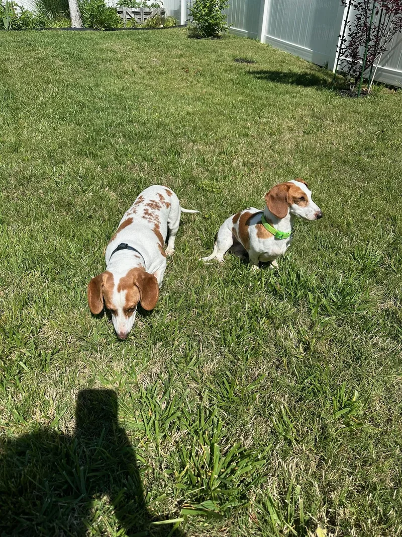 Johnny And June Bonded thumbnail 2