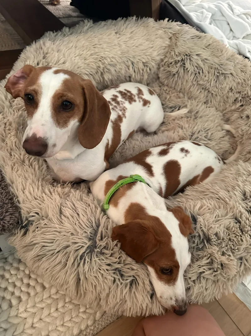 Johnny And June Bonded thumbnail 3