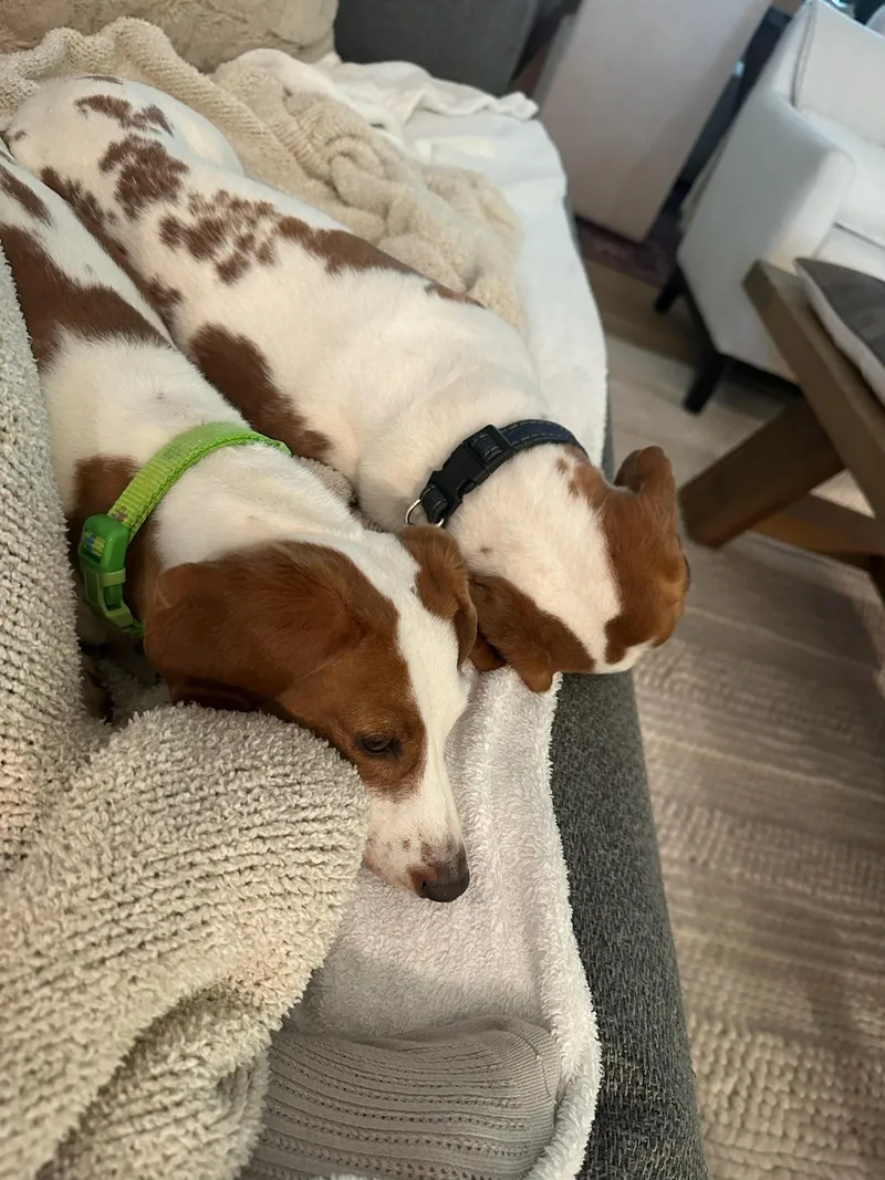 Johnny And June Bonded thumbnail 4