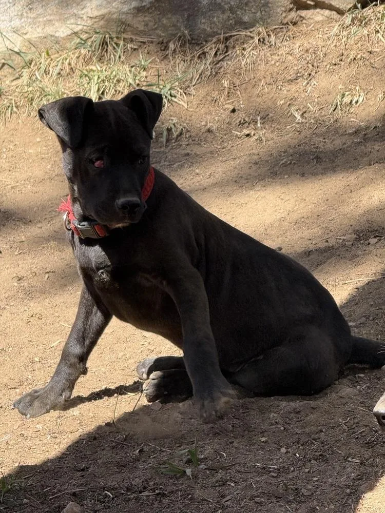 A young medium-sized male Black Labrador Retriever dog named Licorice for adoption in Aurora, CO