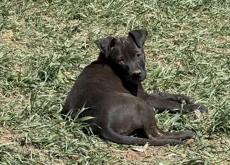 Licorice thumbnail 2