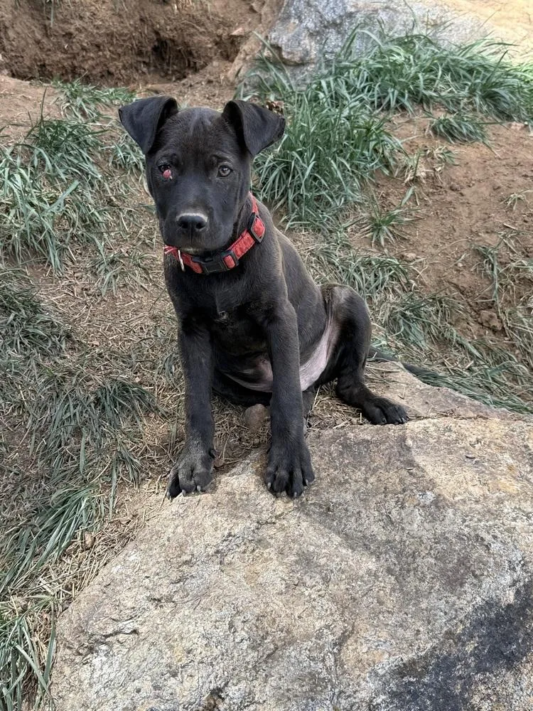 Licorice thumbnail 3