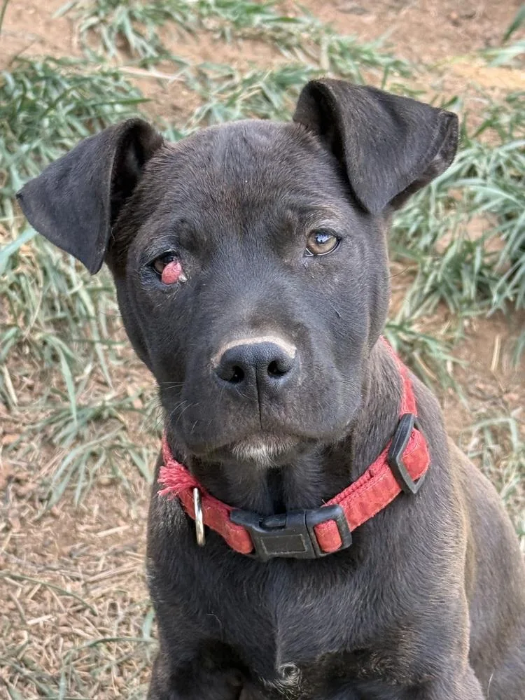 Licorice thumbnail 4