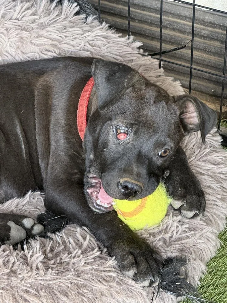 Licorice thumbnail 5