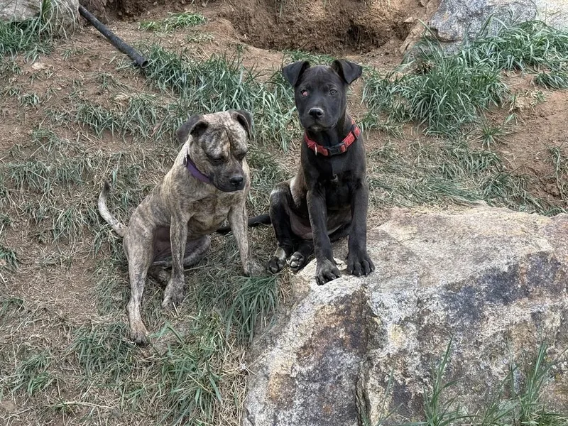 Licorice thumbnail 6