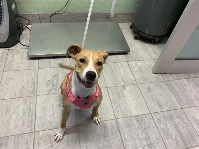 A young large-sized female American Staffordshire Terrier dog named Layca for adoption in Grand Prairie, TX