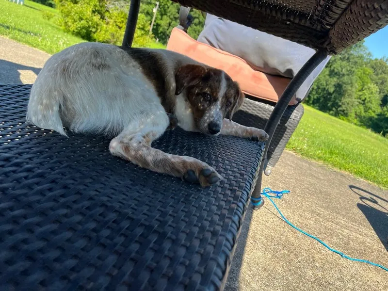 A baby medium-sized female Australian Shepherd dog named Bloom for adoption in Murray, KY