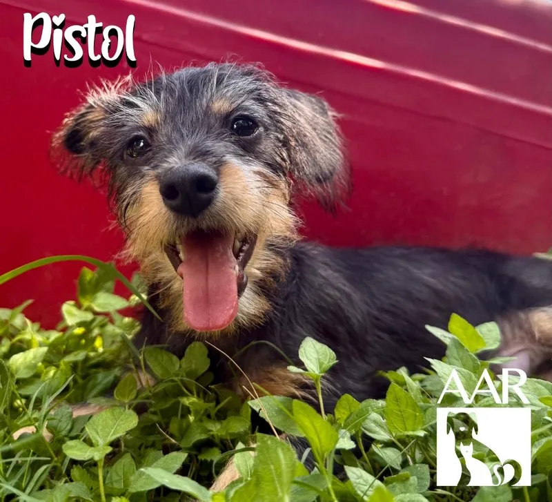 A baby small-sized male Yorkshire Terrier dog named Pistol for adoption in Magnolia, TX