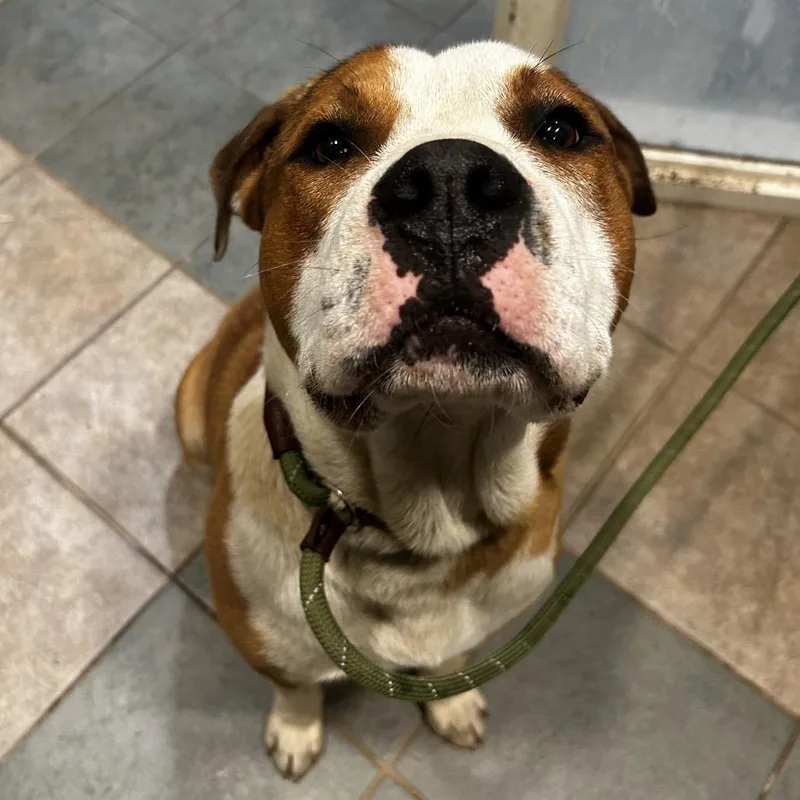 An adult large-sized male Yellow / Tan / Blond / Fawn Mixed Breed dog named Roman for adoption in Chattanooga, TN