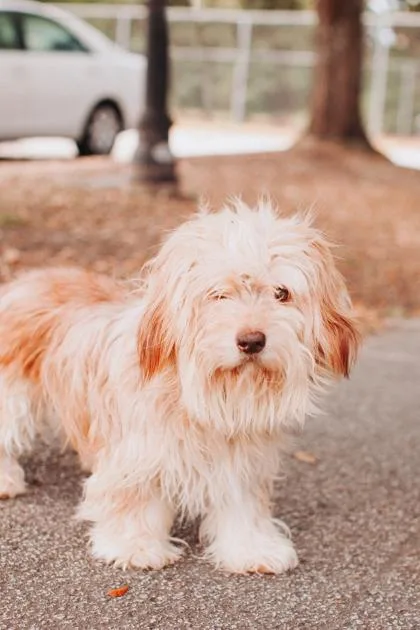 An adult medium-sized male Terrier dog named B Sweetums for adoption in North Charleston, SC