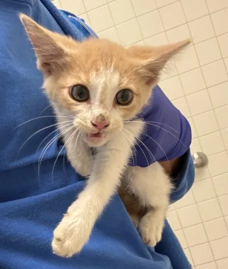 A baby medium-sized female Domestic Short Hair cat named Ruby for adoption in Dallas, TX