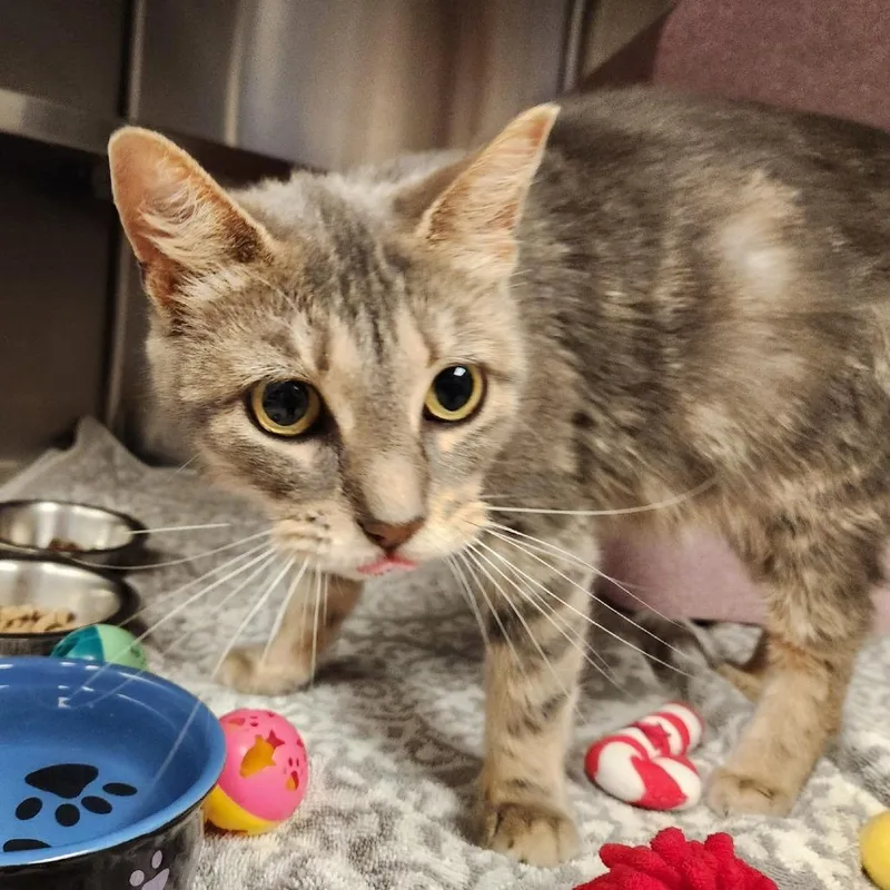 An adult small-sized female Calico Domestic Short Hair cat named Ebhsstray for adoption in Brookfield, WI