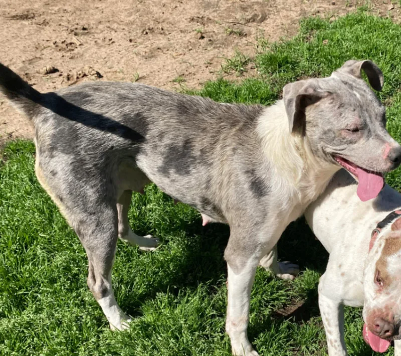A young medium-sized female Brindle Labrador Retriever dog named Cookie for adoption in Denison, TX