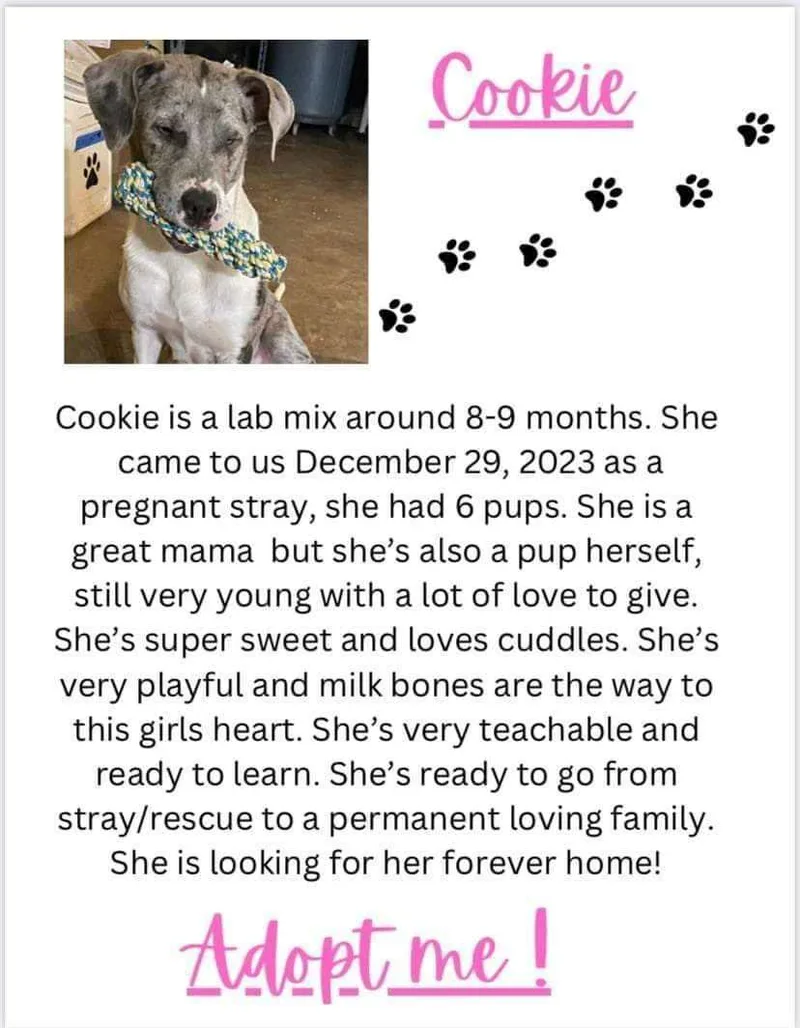 Cookie thumbnail 5