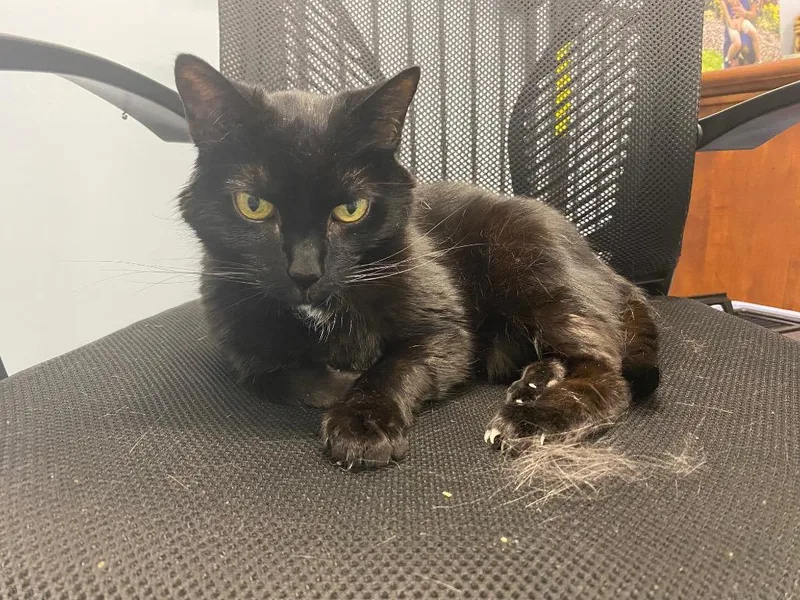 A senior medium-sized female Domestic Short Hair cat named Peppercorn for adoption in Raleigh, NC