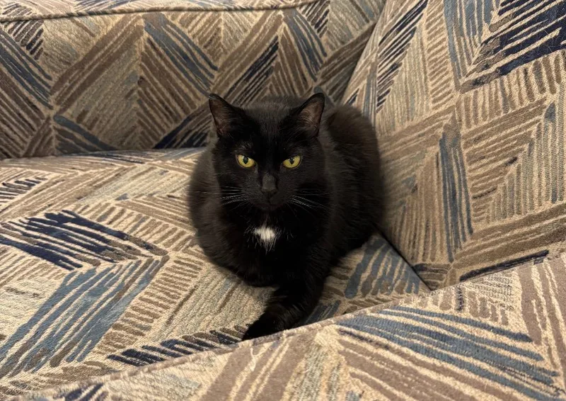 Peppercorn thumbnail 3