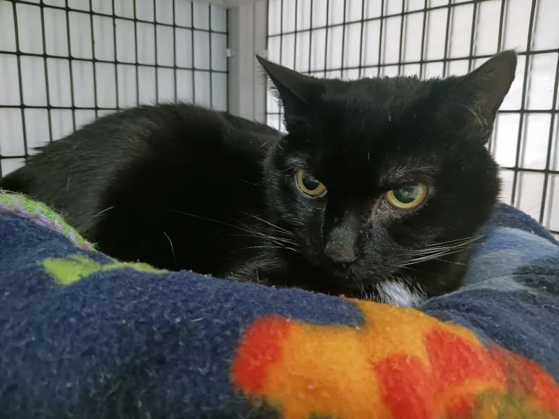 Peppercorn thumbnail 4