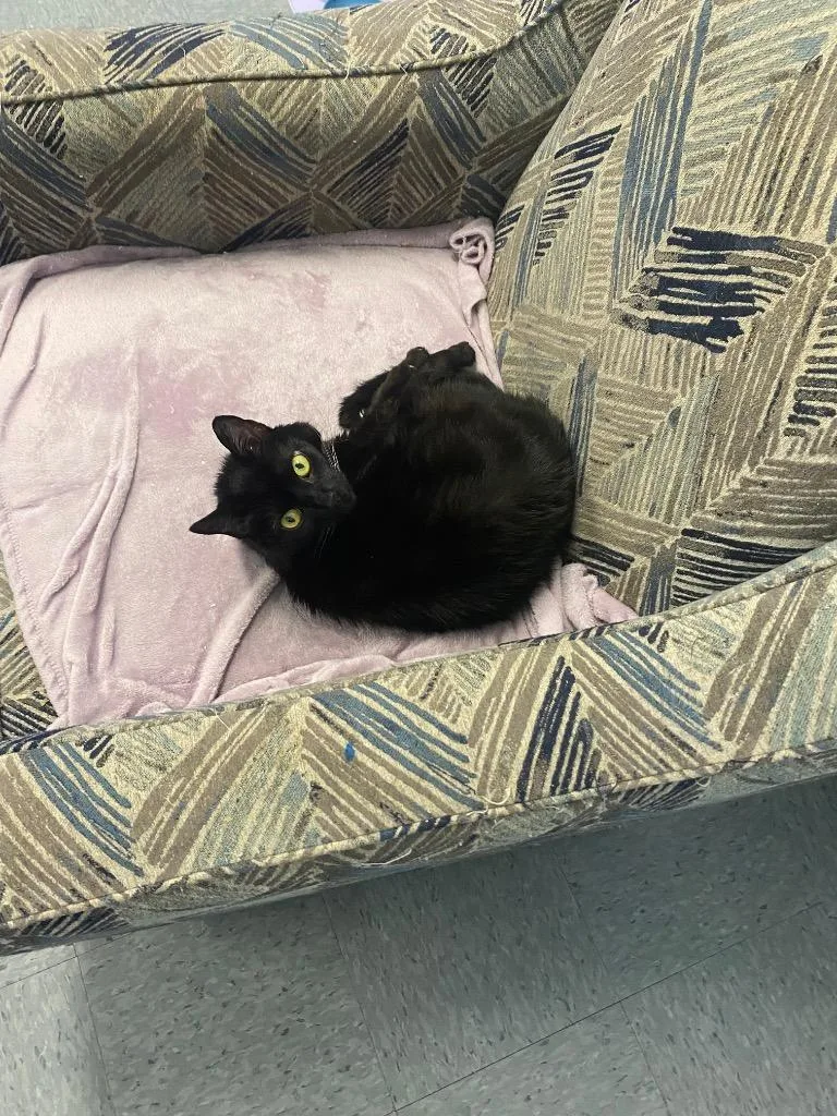 Peppercorn thumbnail 5