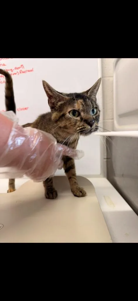An adult medium-sized female Domestic Medium Hair cat named Sweet Pea for adoption in Camden, TN