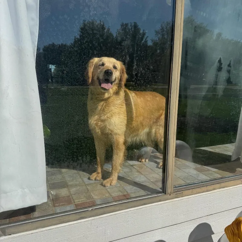 An adult medium-sized female Golden Retriever dog named Biscotti for adoption in St. Charles, IL