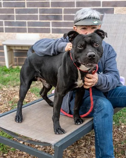 An adult large-sized male Mixed Breed dog named Austin for adoption in Chamblee, GA