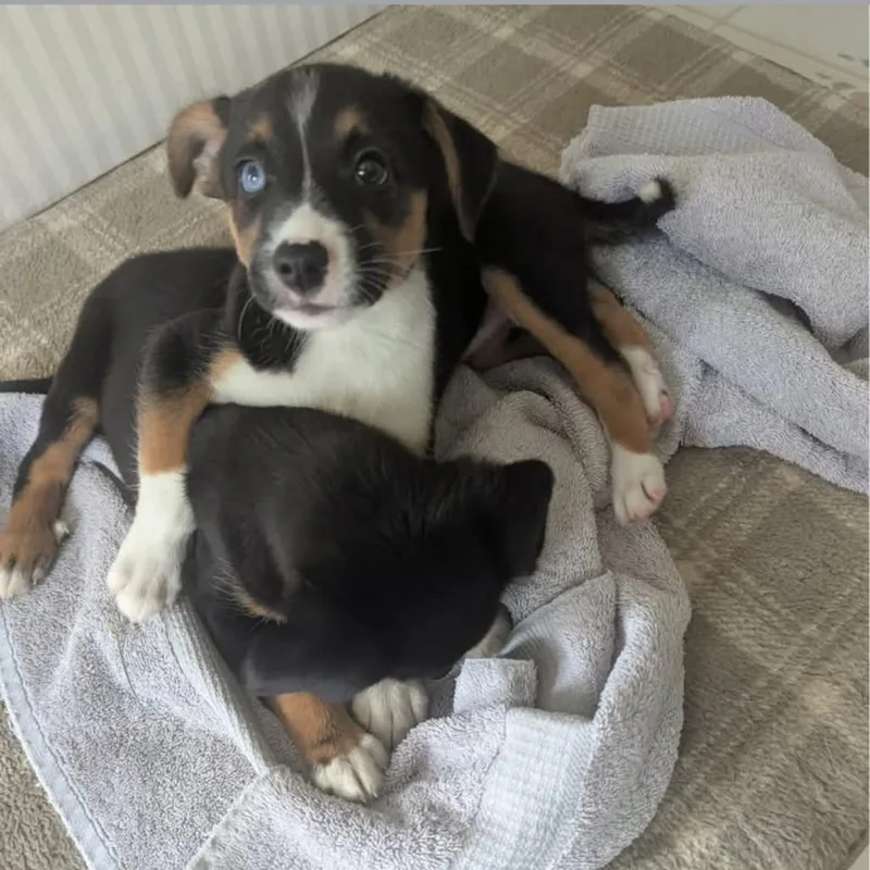 A baby medium-sized female Black Mixed Breed dog named Juno for adoption in Joliet, IL