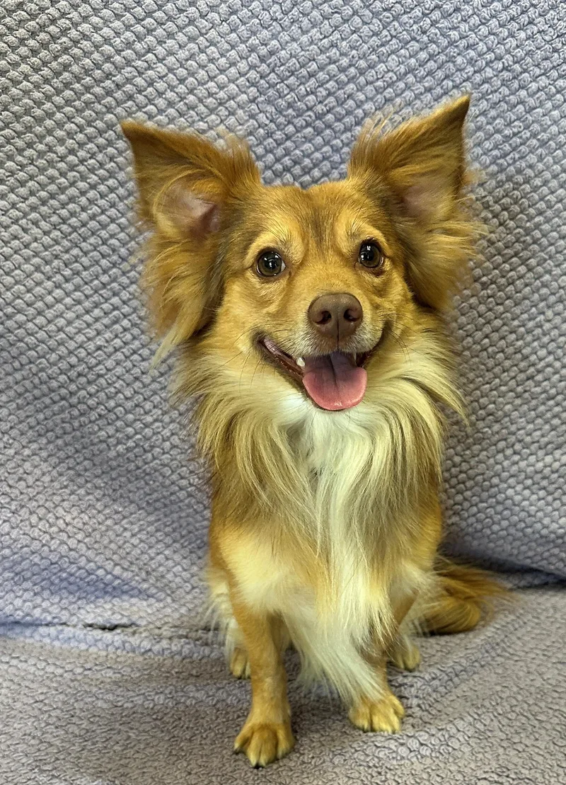 A young small-sized male Yellow / Tan / Blond / Fawn Pomeranian dog named Graham for adoption in Lodi, CA