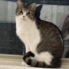 A young medium-sized female Tabby (Gray / Blue / Silver) Domestic Short Hair cat named Tabitha for adoption in Liverpool, TX