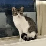 Tabitha thumbnail 6