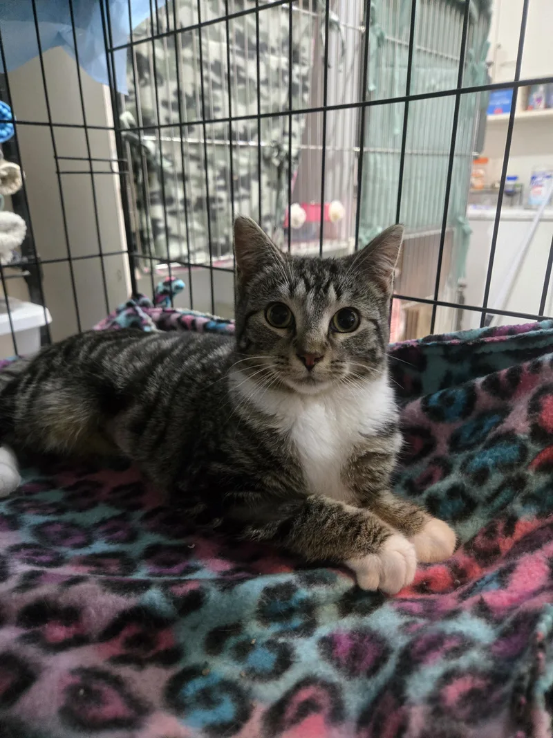 A baby medium-sized female Tabby (Brown / Chocolate) Domestic Short Hair cat named Biscotti & Brulee for adoption in Reeseville, WI